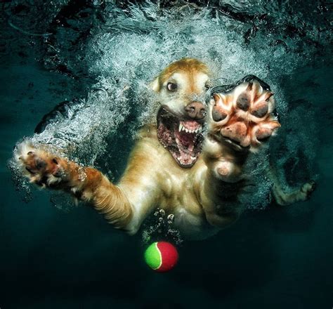 Fine Art Photography — Photohab Underwater Dogs Creative And Playful