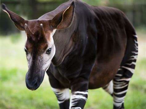 Okapi Facts Animal Facts Encyclopedia
