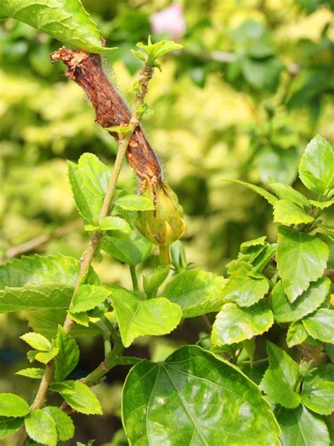 Hibiscus Leaf Disease Pictures Captions Trendy