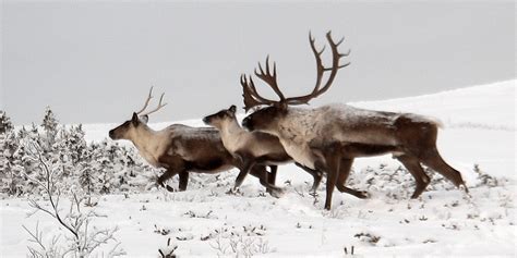 Rescuing Reindeer Caribou On The Brink The National Wildlife