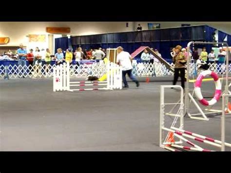 Each group has 4 teams. AKC Invitational Dylan doing Fast - YouTube