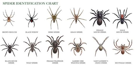 Wolf Spider Identification Chart Click Here To See A Detailed Spider