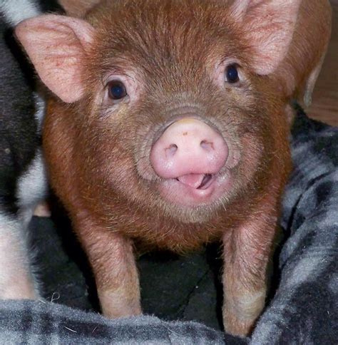 Thats A Cute Piggie Cute Pigs Pet Pigs Pig