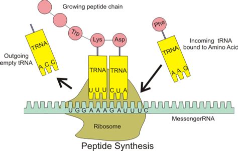 During translation, ribosomes synthesize polypeptide chains from mrna template molecules. DNA Replication, Transcription & Translation | Stomp On Step1