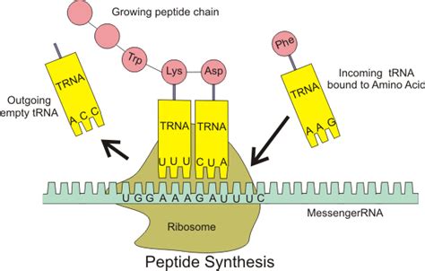 Translation (mrna to protein) overview of translation. DNA Replication, Transcription & Translation | Stomp On Step1