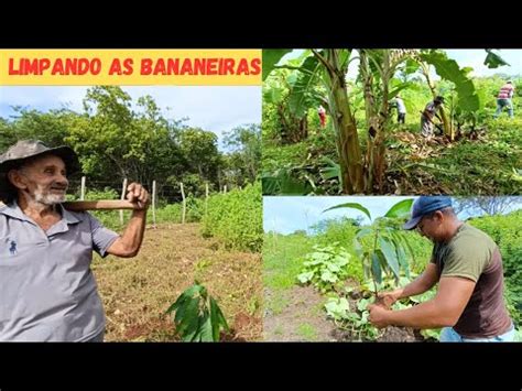 Dia De Limpeza Das Bananeiras No S Tio Ganhamos P S De Manga Dia