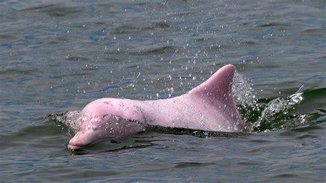Rare Pink Dolphin Spotted In The Gulf Of Mexico 1037 Wqol Bob Hauer