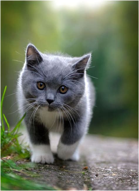 31 Best Grey Tuxedo Cats Images On Pinterest Kitty Cats
