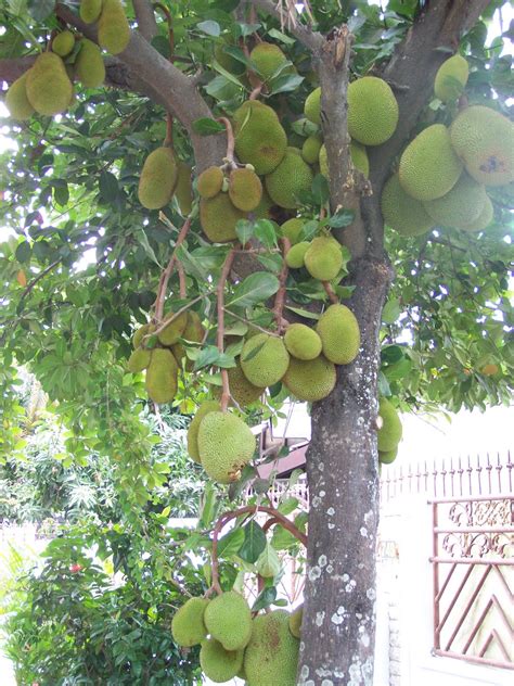 15+ gambar pohon bunga kamboja jepang paling dicari. Terpopuler 34+ Gambar Pohon Nangka