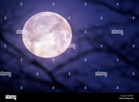 Spooky Full Moon Through Tree Branches Stock Photo Alamy