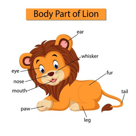 Explore the anatomy systems of the human body! Diagram showing body part of lion | Premium Vector