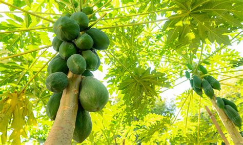Premium Photo Organic Natural Papaya Tree With Sweet Many Papayas
