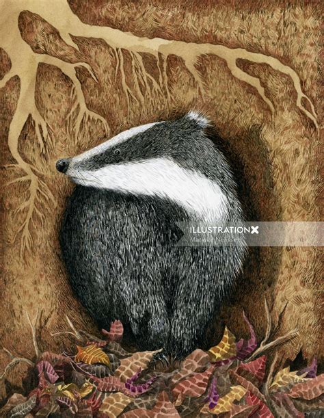 Badger Illustration By Marieke Nelissen