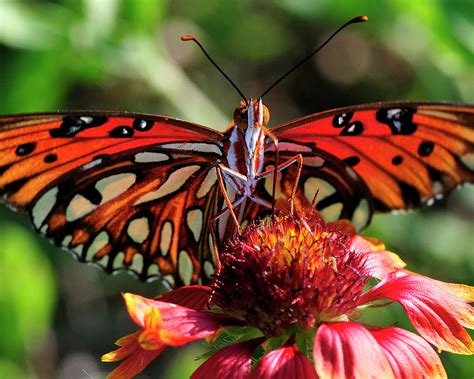 Gulf Fritillary Butterfly Photograph By Bill Dodsworth Fine Art America