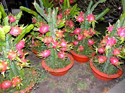 You should try peeling cactus and cutting it into little pieces, most bearded dragons love cactus. what is a pitahaya (dragon fruit) and how do you eat it ...