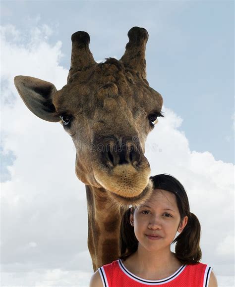 Giraffe With Girl Stock Photo Image 33557110
