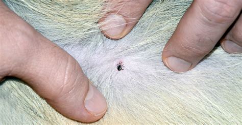 Ticks And Fleas Are A Year Round Problem For Pets Oklahoma State