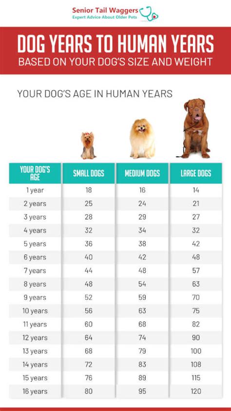 Calculator To Convert Dog Years To Human Years Based On The Breed