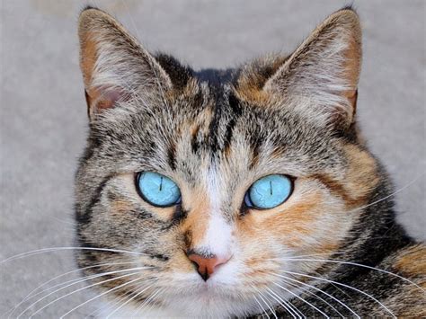 Why Cats Have Vertical Eye Pupils Business Insider