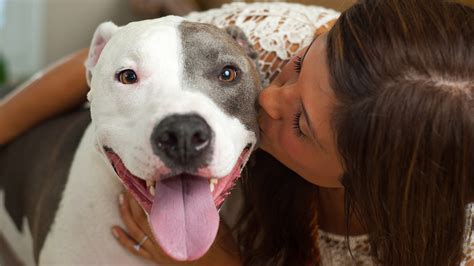 Take them out a lot. 7 Interesting Facts About Pit Bulls - Pet Central by Chewy