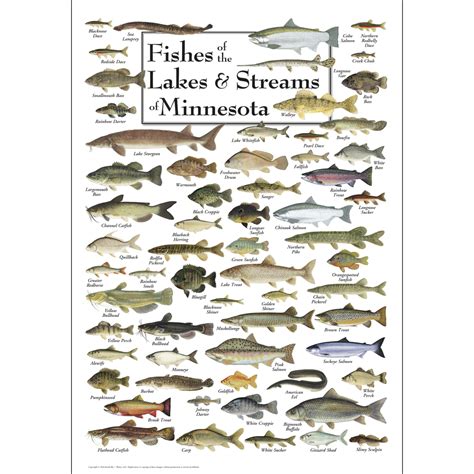 fishes-of-the-lakes-streams-of-minnesota-poster-earth-sky-water