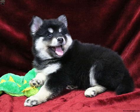 Kc registered standard wire coated working dachshunds / teckles for sale. Pomsky Puppies For Sale | Houston, TX #267114 | Petzlover