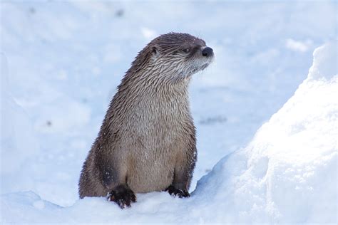 4 Facts You Otter Know About Otters — Potomac Conservancy
