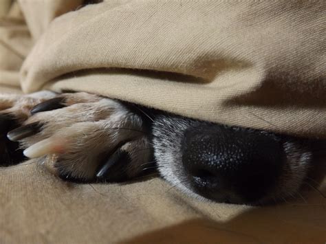 Free Stock Photo Of Blanket Dog Puppy