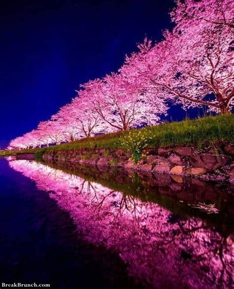 Cherry Blossoms Sakura In Japan Breakbrunch
