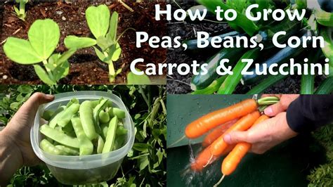 Organic Vegetable Gardening 101 Tips For Beginners To Homesteaders