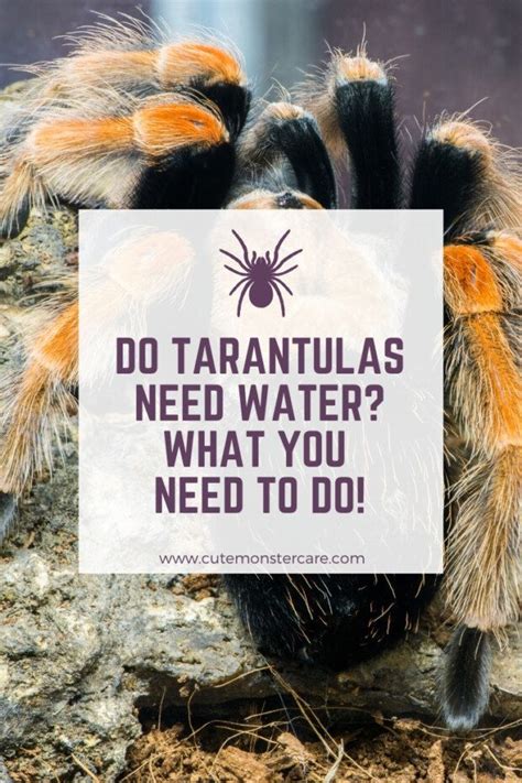 Do Tarantulas Need Water How To Hydrate Your T Correctly Cute