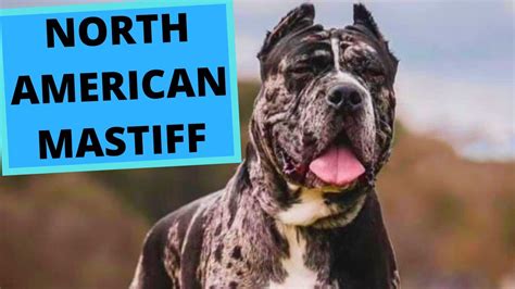 North American Mastiff Top 10 Interesting Facts Youtube