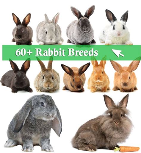 Rabbit Breeds That Shed The Least RABBIT BREEDS
