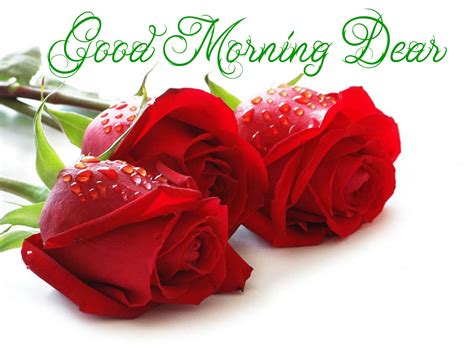 2 days ago · good morning happy sunday gif Good Morning Dear Red Roses With Water Droplets ...