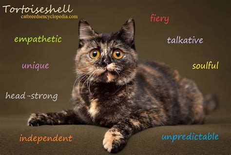 The Tortoiseshell Cat Cat Breeds Encyclopedia