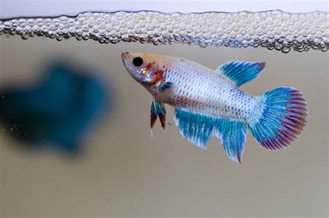 Betta Fish Anatomy Female Male Fishlab Com