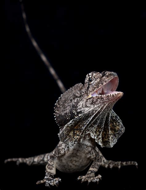 Frilled Dragon - Unsexed - Northern Gecko