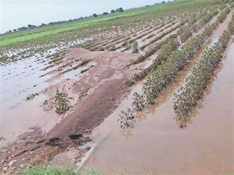 Heavy Rains Damage Groundnut And Cotton Crops By Up To 30 Per Cent