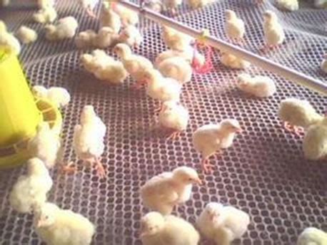 Very useful things to have when making terrain. Extruded Flat Plastic Netting for Chicken and Poultry Breeding