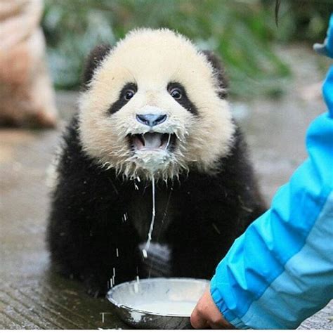 Aww Happy Panda😍😙😙 Photo By Pandasinchina Babyanimalshd Panda