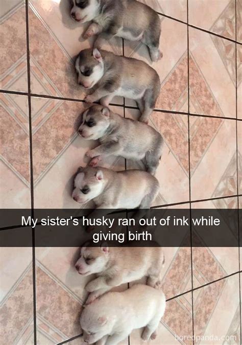 191 Hilarious Dog Snapchats That Are Impawsible Not To Laugh At Part 4
