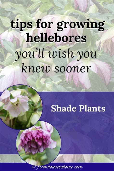 Hellebore Care And Planting Guide How To Grow Lenten Rose Gardener