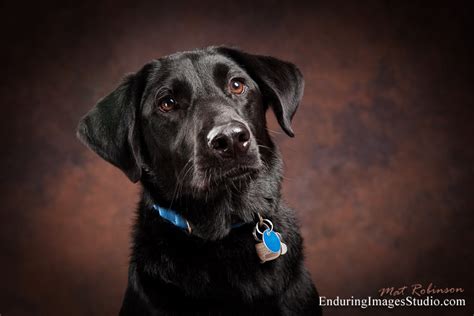 Enduring Images Photography Studio Dog Portrait Studio