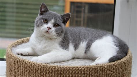 General description of british shorthair cats. BRITISH SHORTHAIR KITTENS | Andover, Hampshire | Pets4Homes