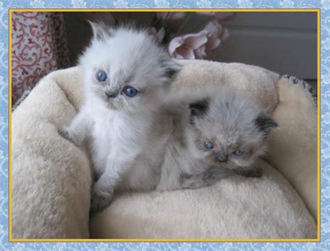 Shore kittens has been breeding kittens for about 3 years. Himalayan kittens for sale