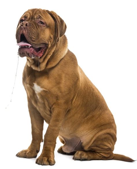 French Mastiff Puppies Breed Information And Puppies For Sale
