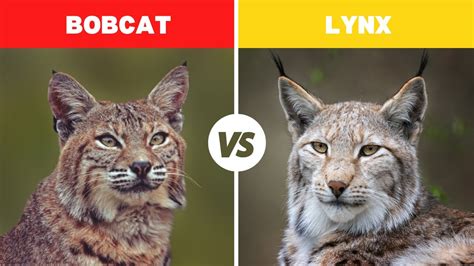 Bobcat Vs Lynx Fight Comparison Who Would Win Lynx Vs Bobcat Difference YouTube