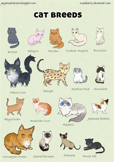 All Types Of Cats All The Types Of Kitties Cats Illustration Cat