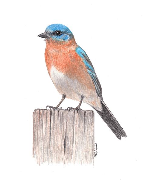 Bluebird On Post Drawing By Betsy Morphew Fine Art America