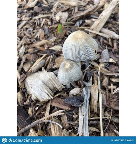 Beautifully Close Up Of An Amazing Urban Mushroom Stock Photo Image
